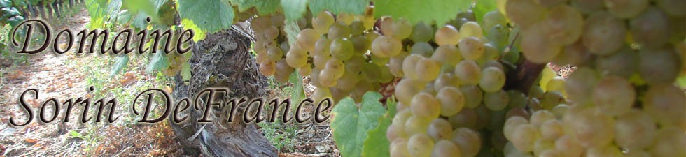Vin de Bourgogne à Saint Bris Le Vineux